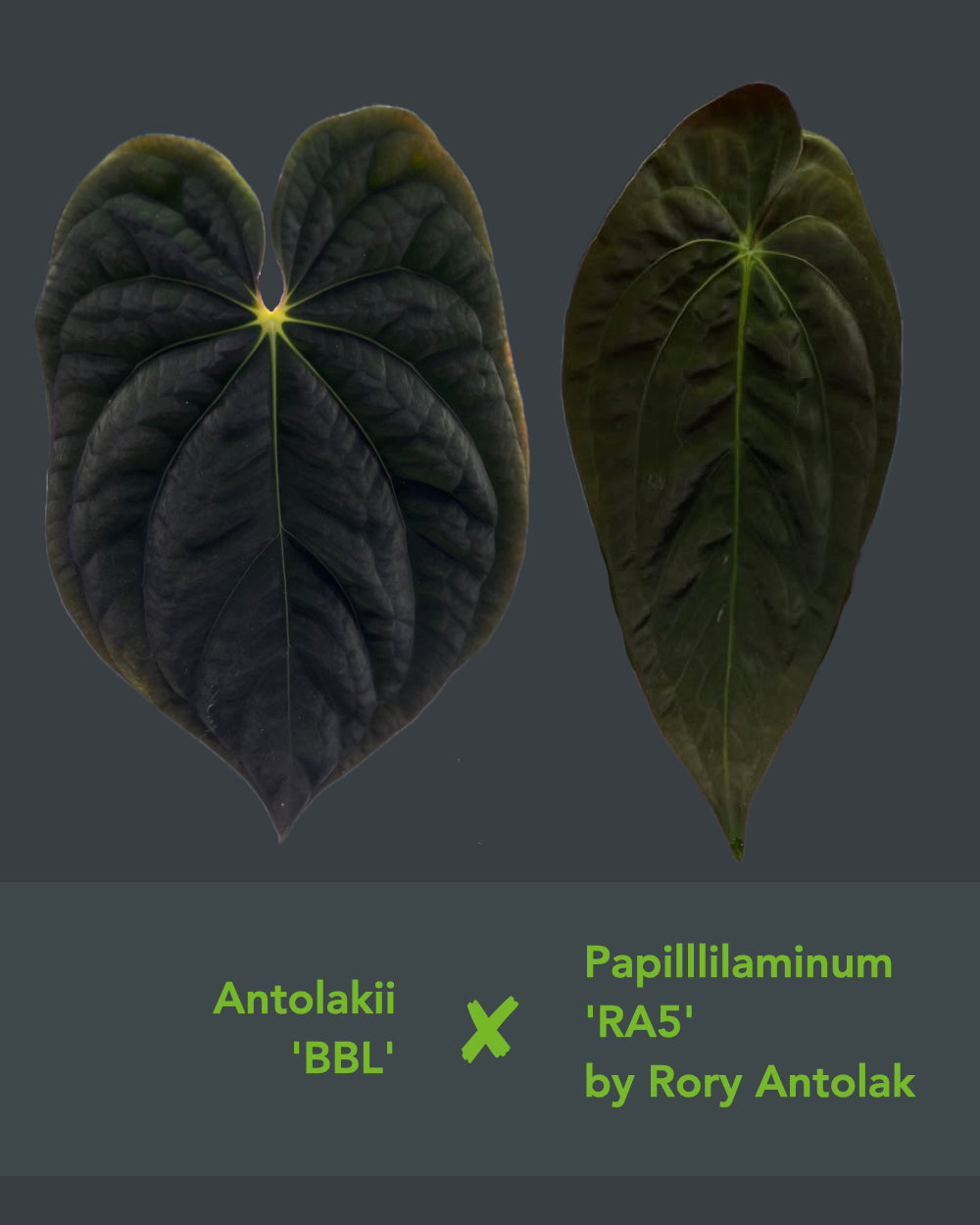 Anthurium antolakii BBL x papillilaminum RA5