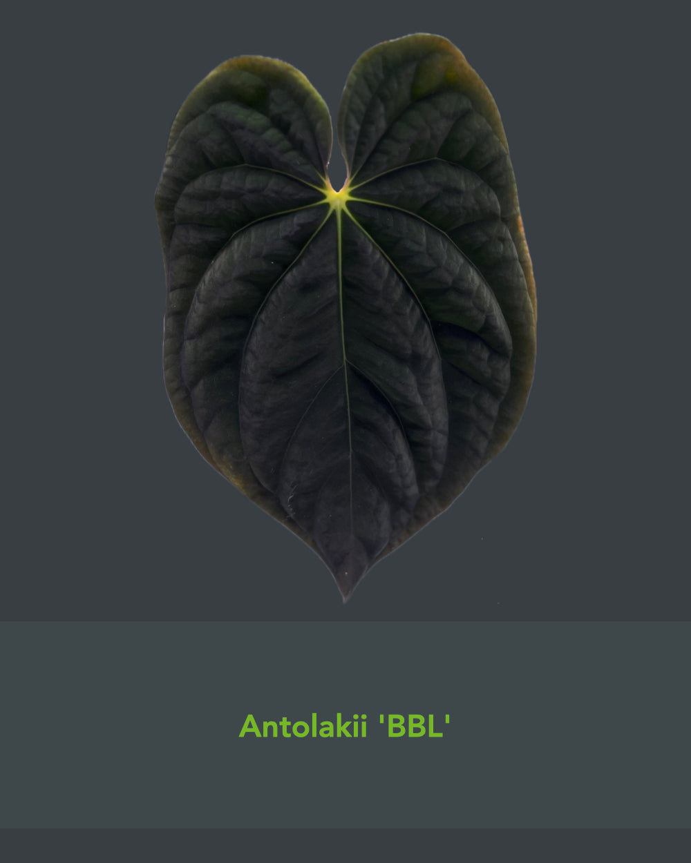 Anthurium antolakii BBL x papillilaminum RA5