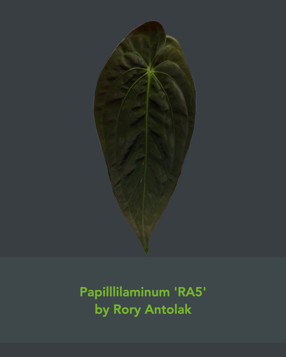 Anthurium antolakii BBL x papillilaminum RA5