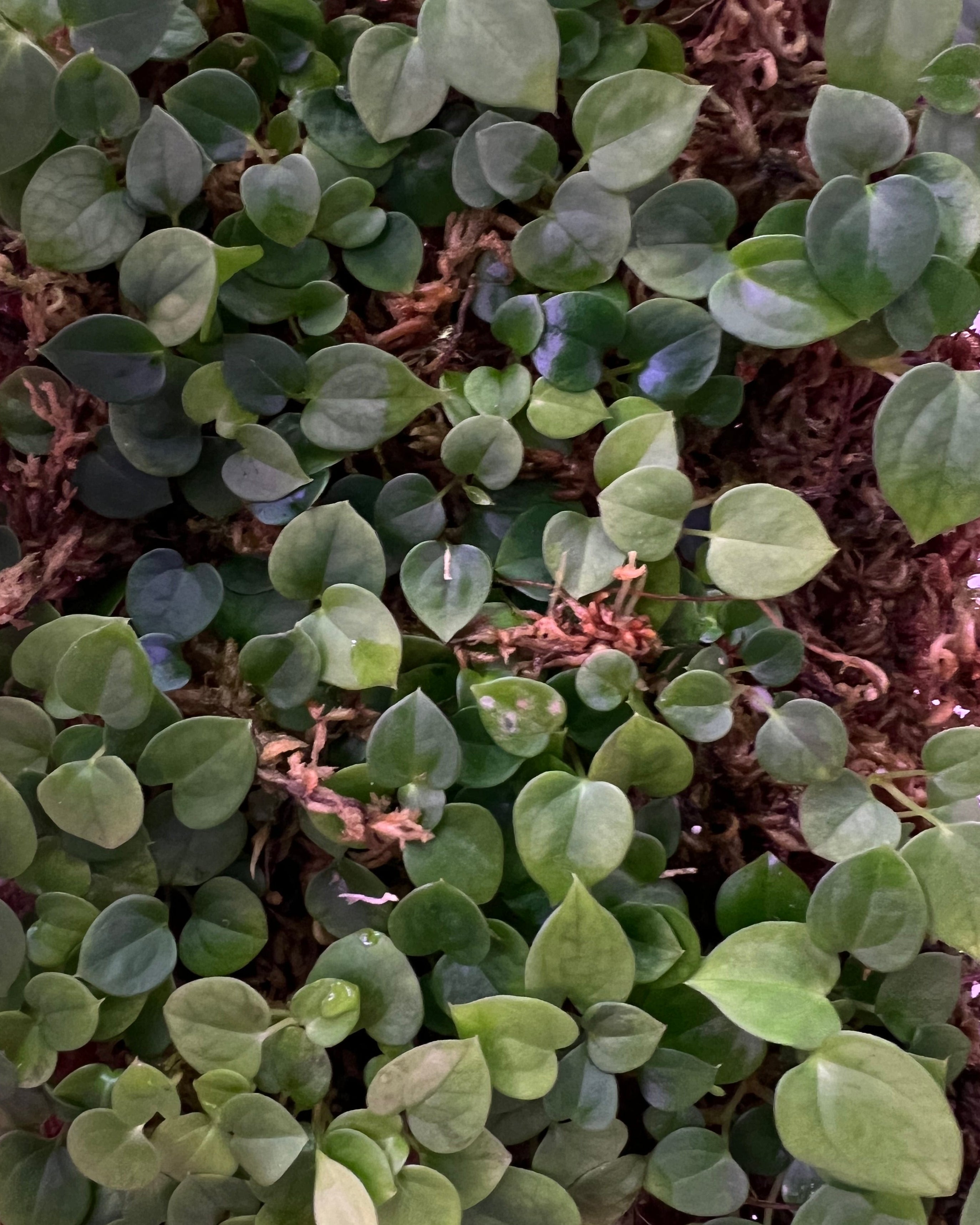 Anthurium antolakii BBL x papillilaminum RA5