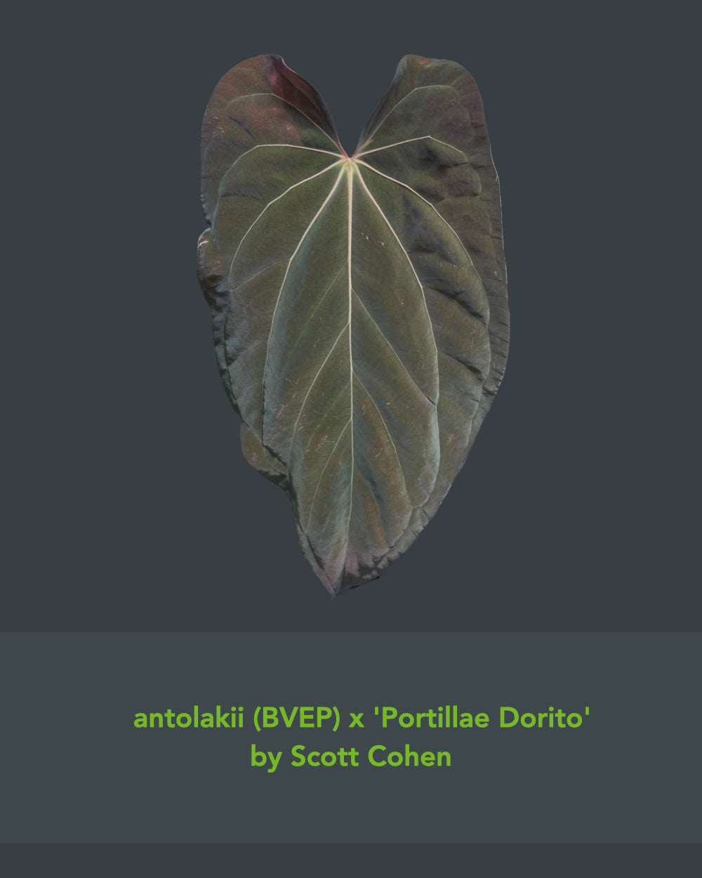 Anthurium Antolakii x Portillae Dorito