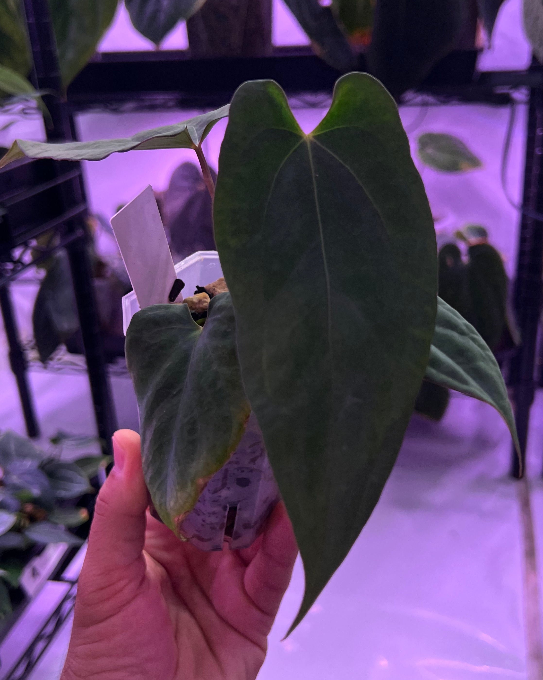 Anthurium Antolakii x Portillae Dorito