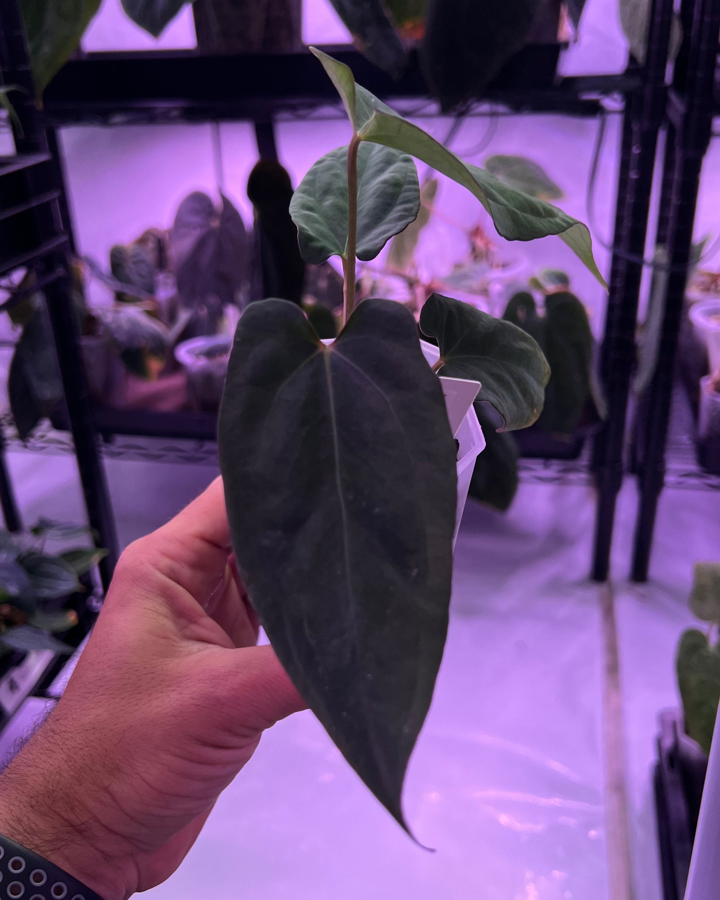 Anthurium Antolakii x Portillae Dorito