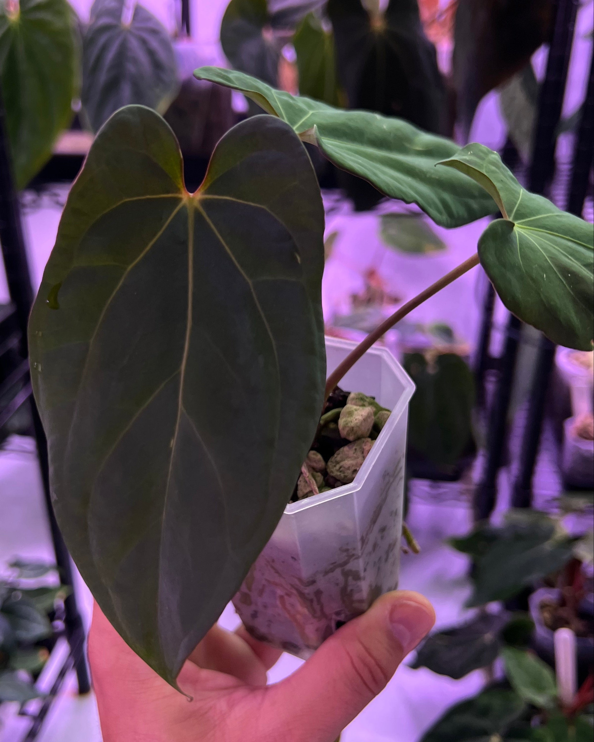 Anthurium Antolakii x Portillae Dorito