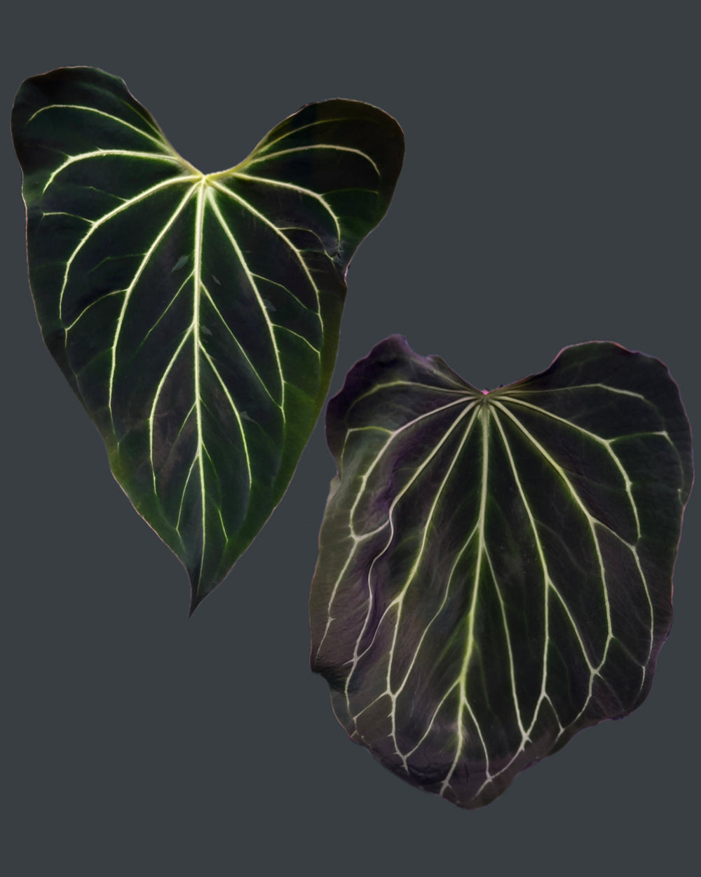 Anthurium besseae aff Wide Sinus x Odin