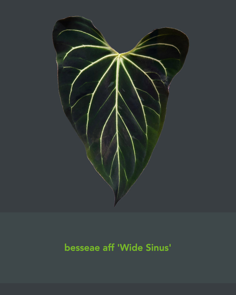 Anthurium besseae aff Wide Sinus x Odin