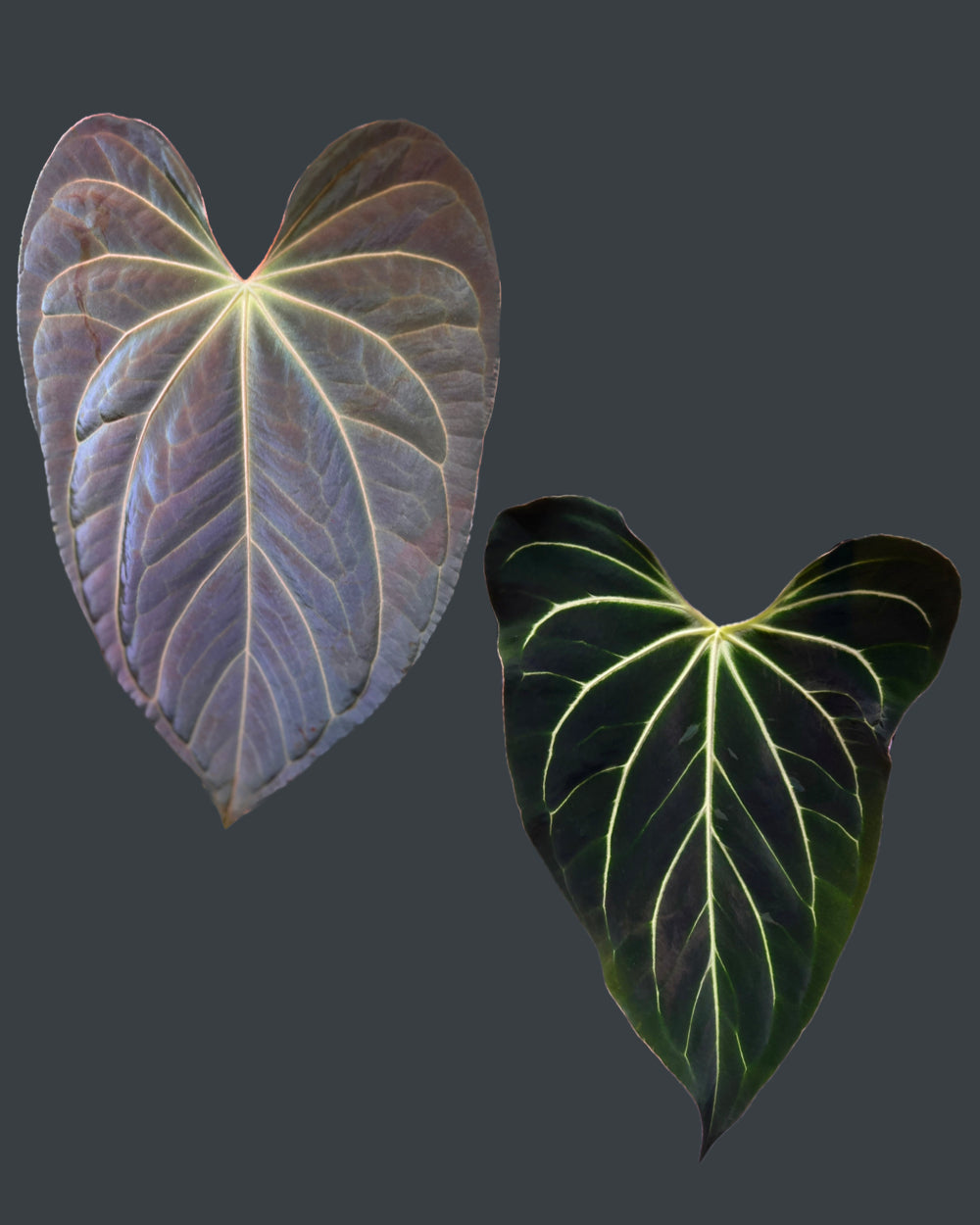 Anthurium (besseae aff Black x antolakii Round) x besseae aff Wide Sinus