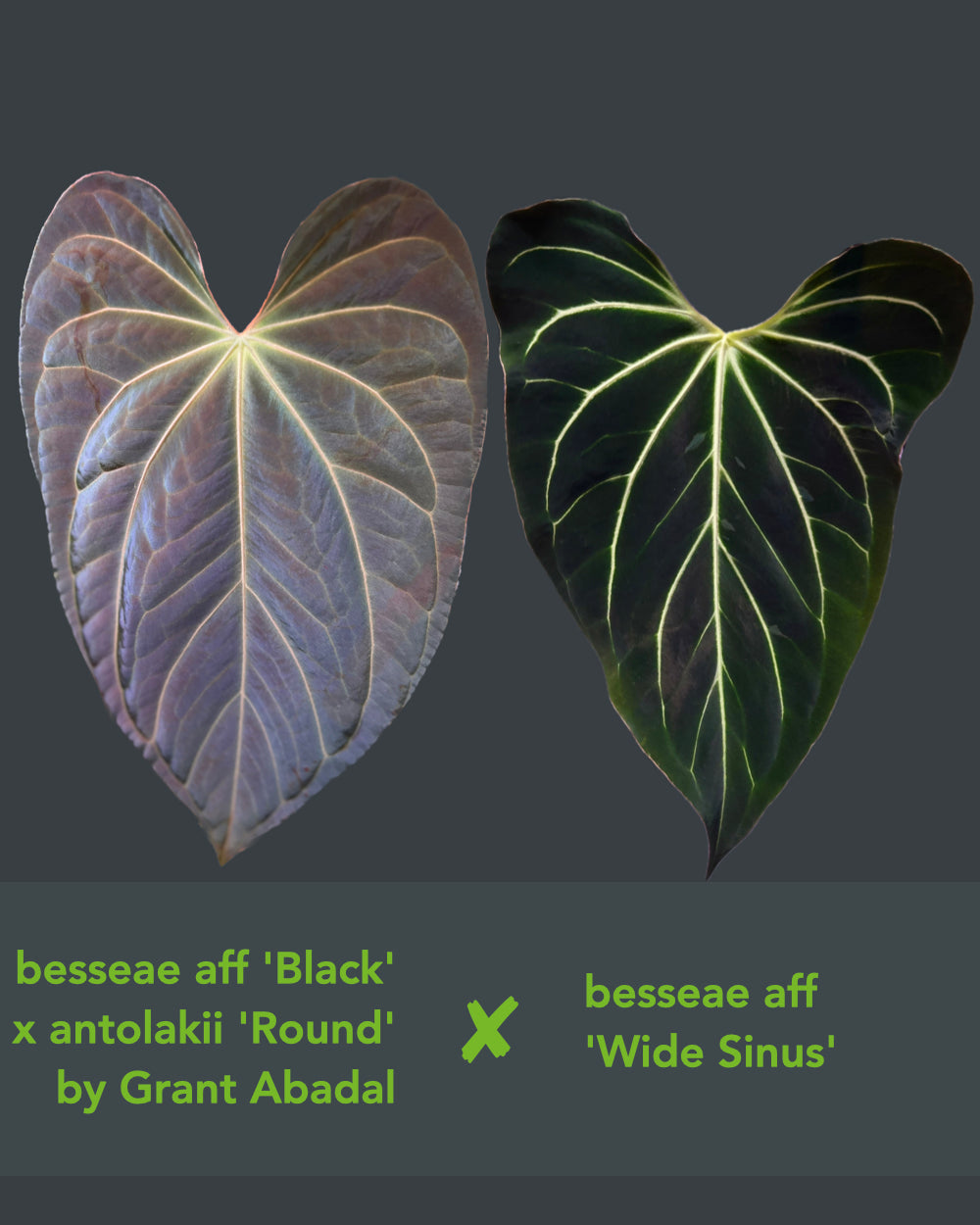 Anthurium (besseae aff Black x antolakii Round) x besseae aff Wide Sinus