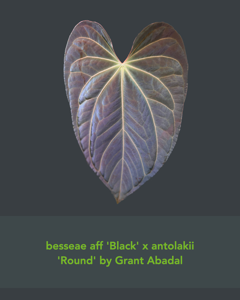 Anthurium (besseae aff Black x antolakii Round) x besseae aff Wide Sinus