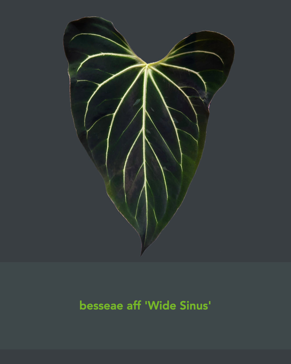 Anthurium (besseae aff Black x antolakii Round) x besseae aff Wide Sinus