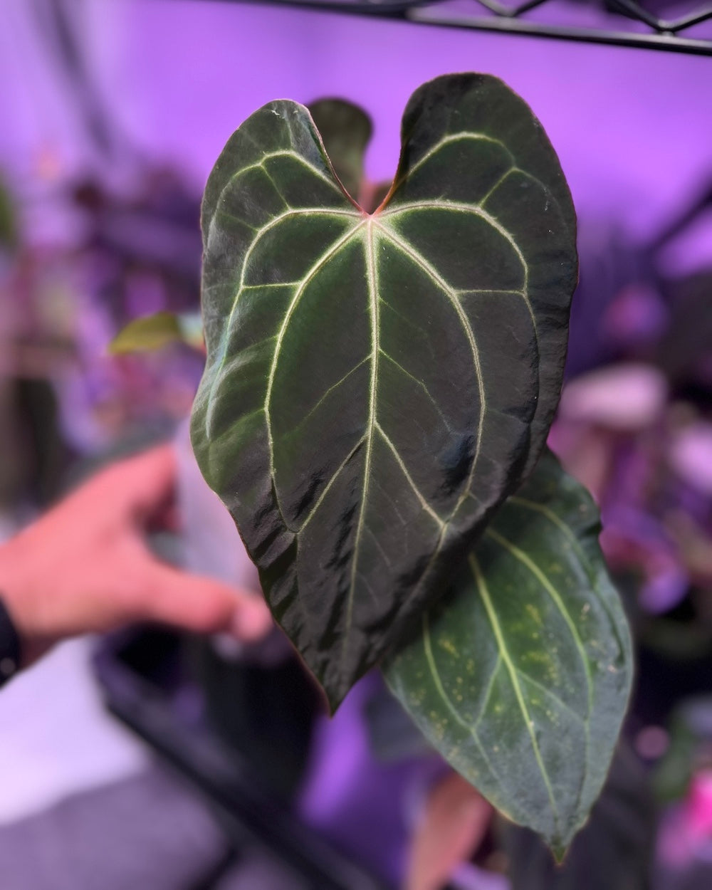 Anthurium (besseae aff Black x antolakii Round) x besseae aff Wide Sinus