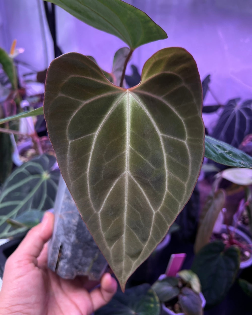 Anthurium (besseae aff Black x antolakii Round) x besseae aff Wide Sinus