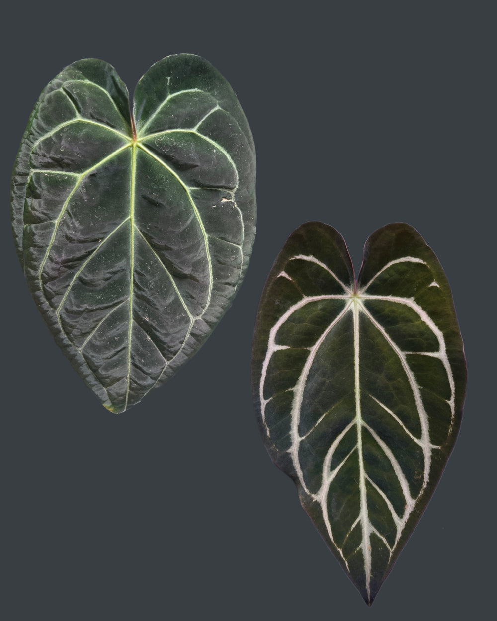 Anthurium (Black Widow x Michelle) x carlablackiae OG5