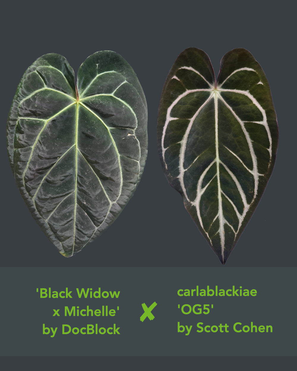 Anthurium (Black Widow x Michelle) x carlablackiae OG5