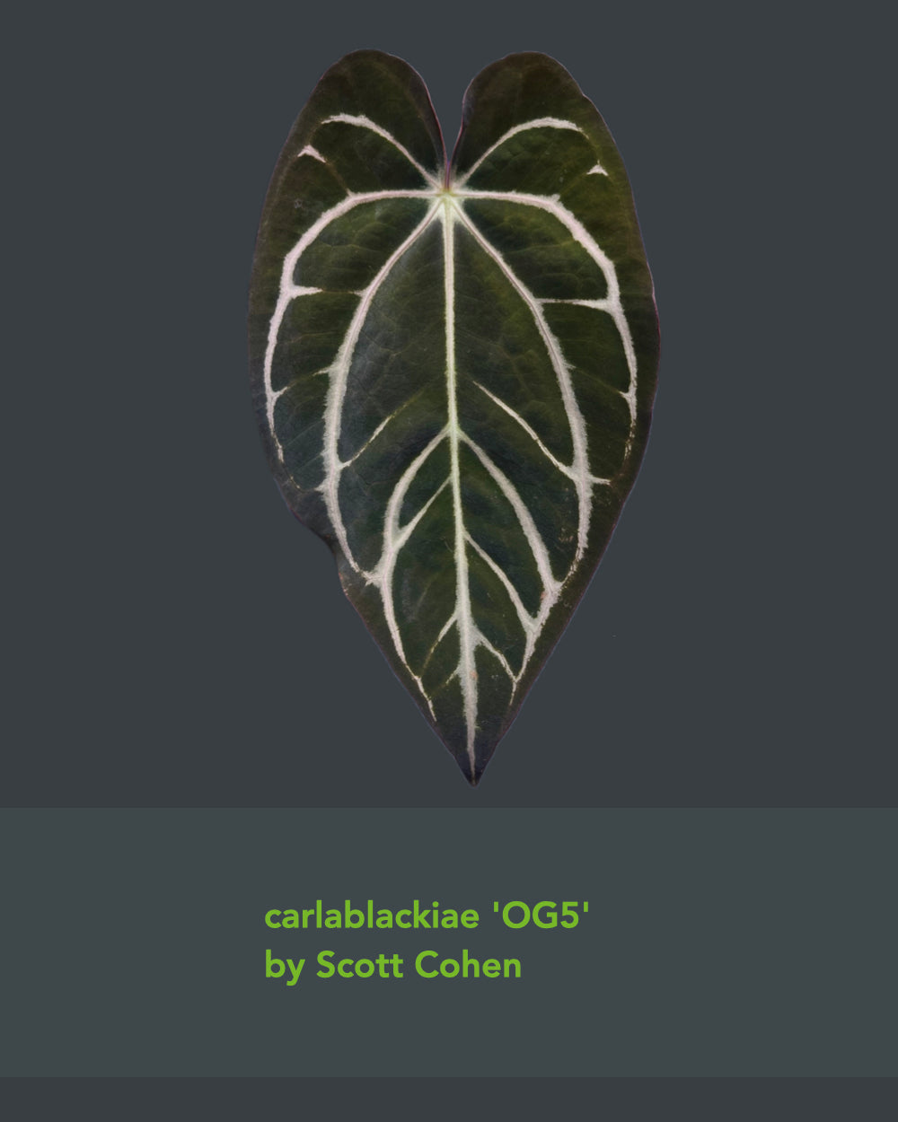 Anthurium (Black Widow x Michelle) x carlablackiae OG5