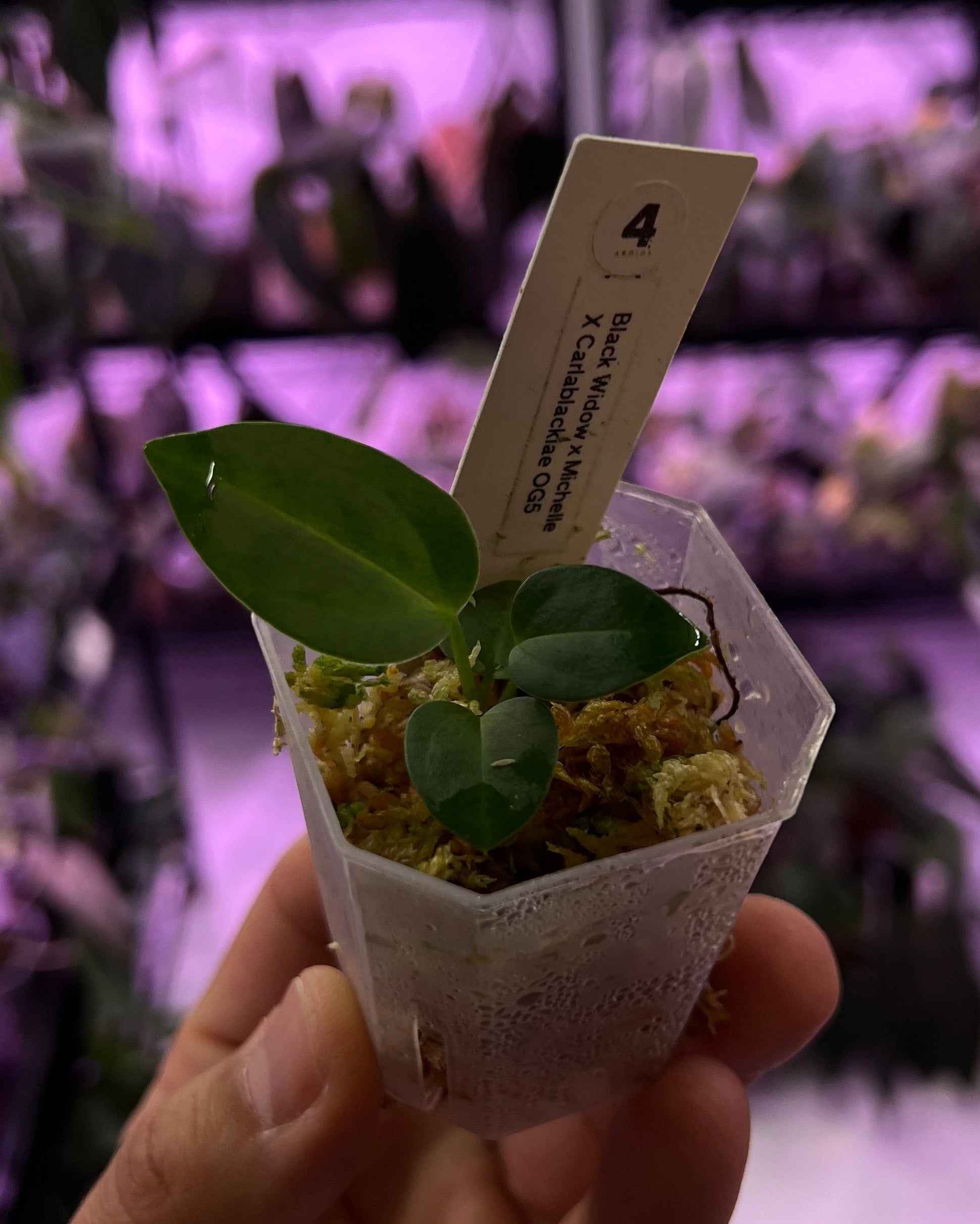 Anthurium (Black Widow x Michelle) x carlablackiae OG5