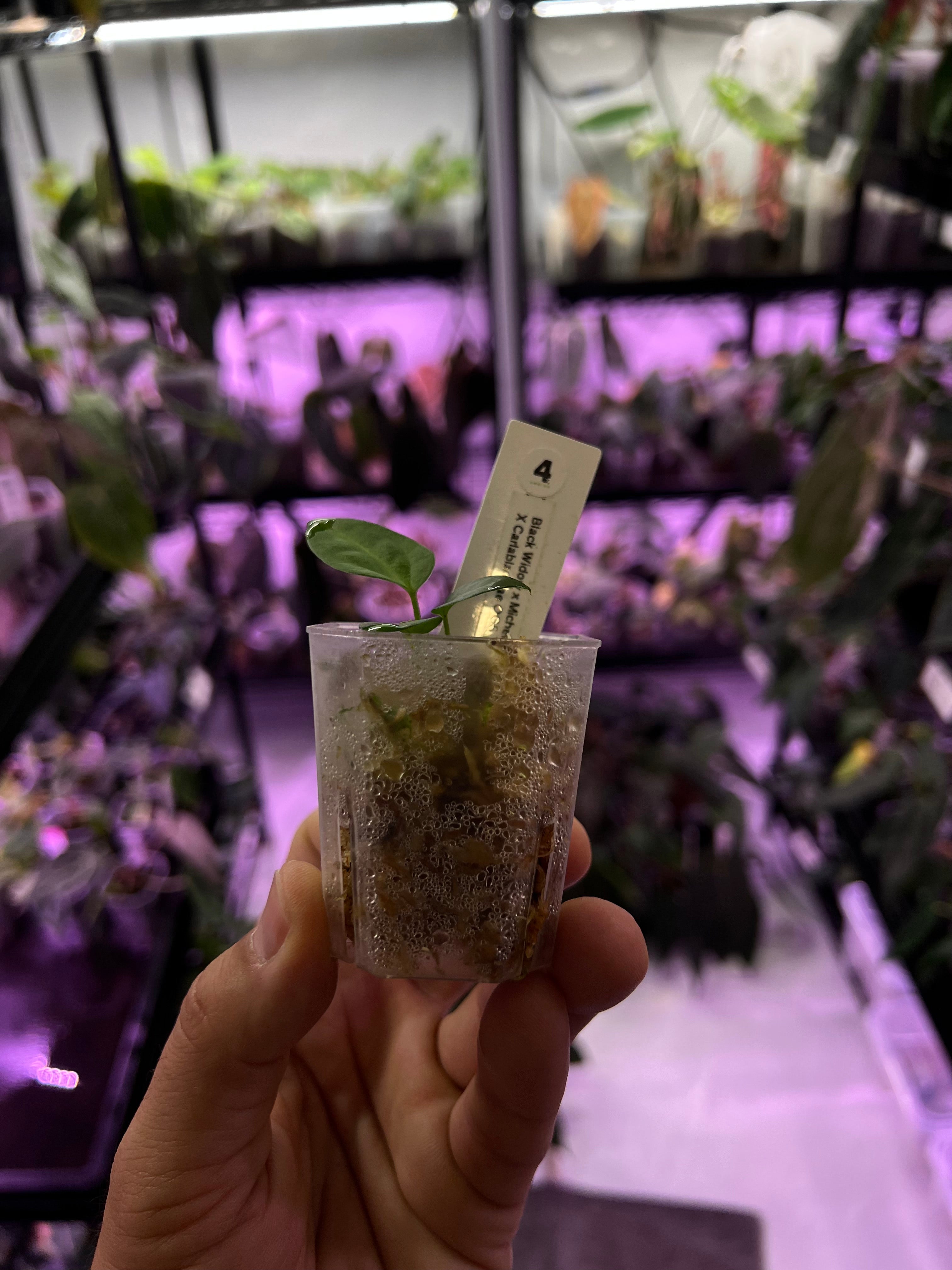 Anthurium (Black Widow x Michelle) x carlablackiae OG5