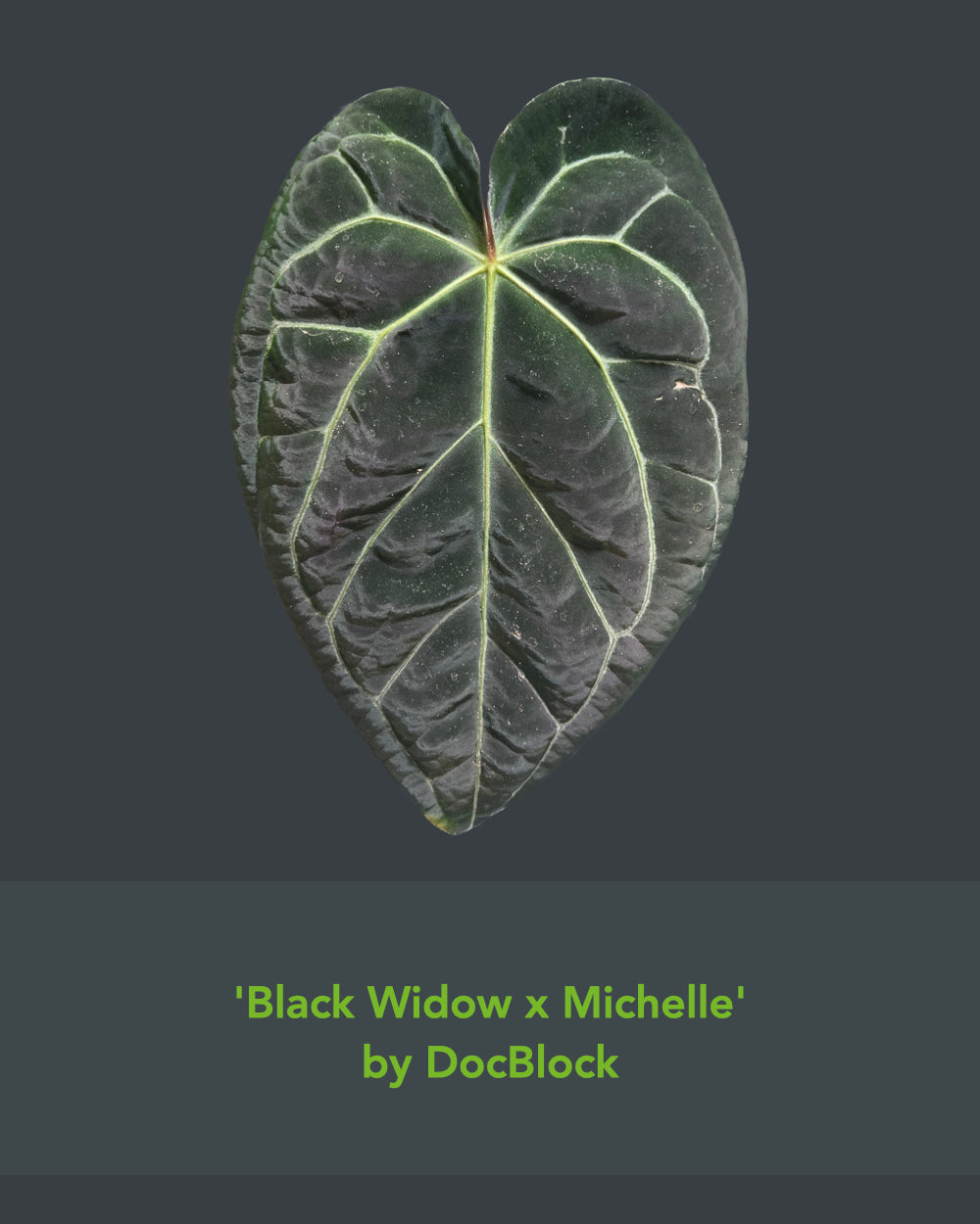Anthurium (Black Widow x Michelle) x carlablackiae District