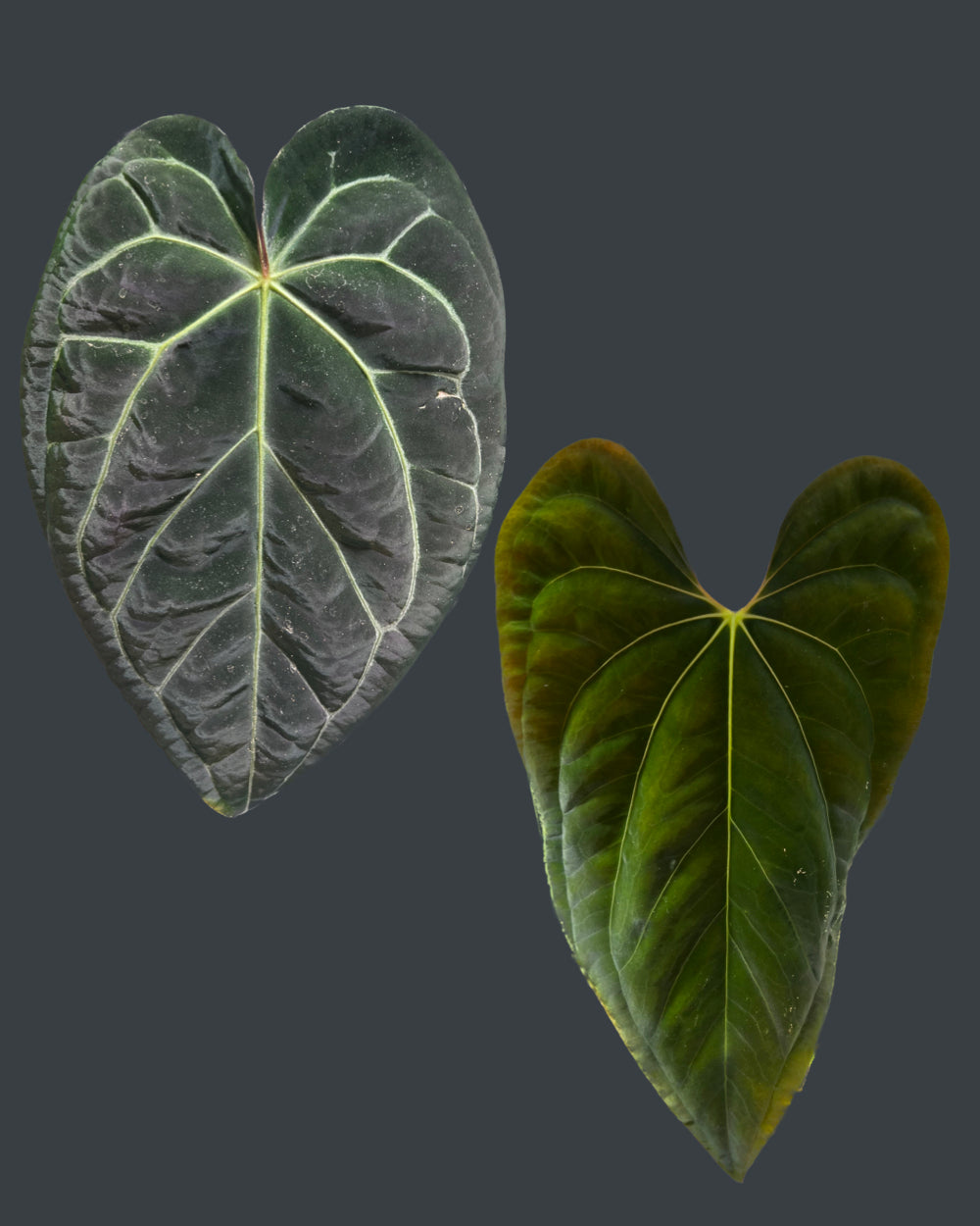 Anthurium (Black Widow x Michelle) x papillilaminum A+