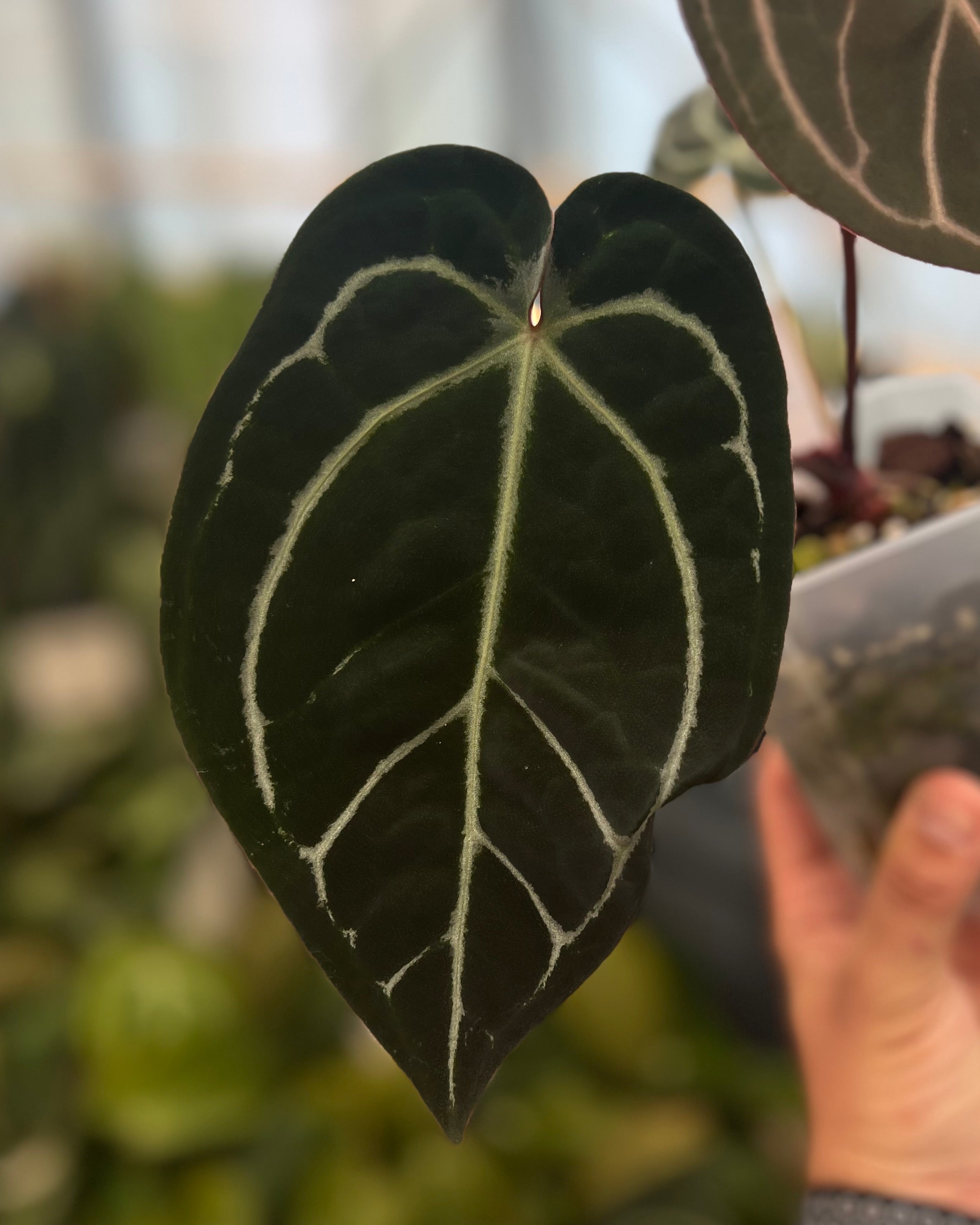 Anthurium (Black Widow x Michelle) x Zara