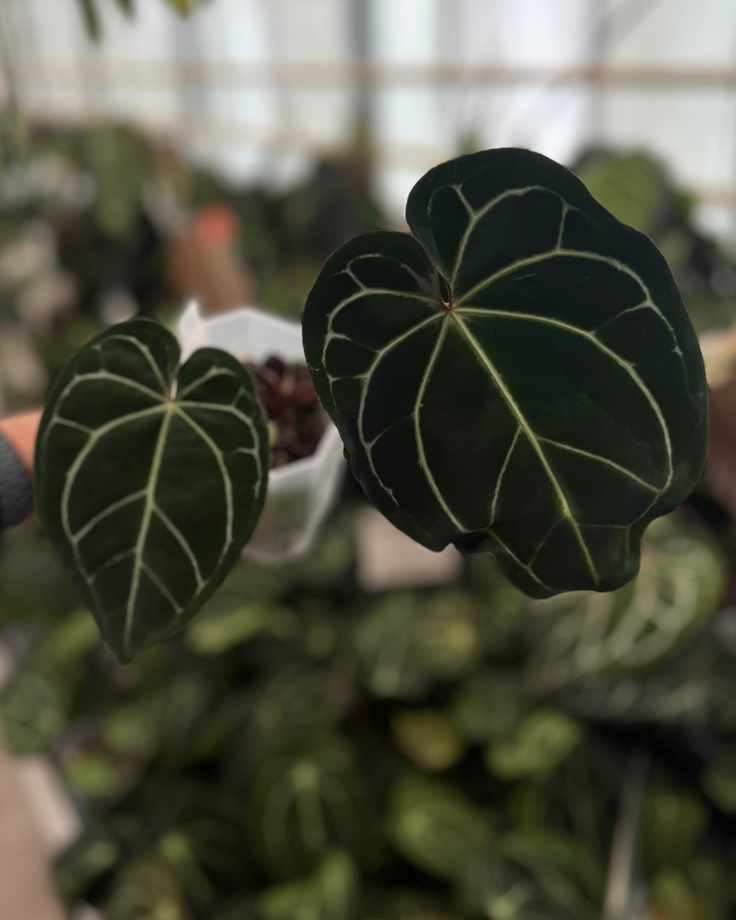 Anthurium (Black Widow x Michelle) x Zara
