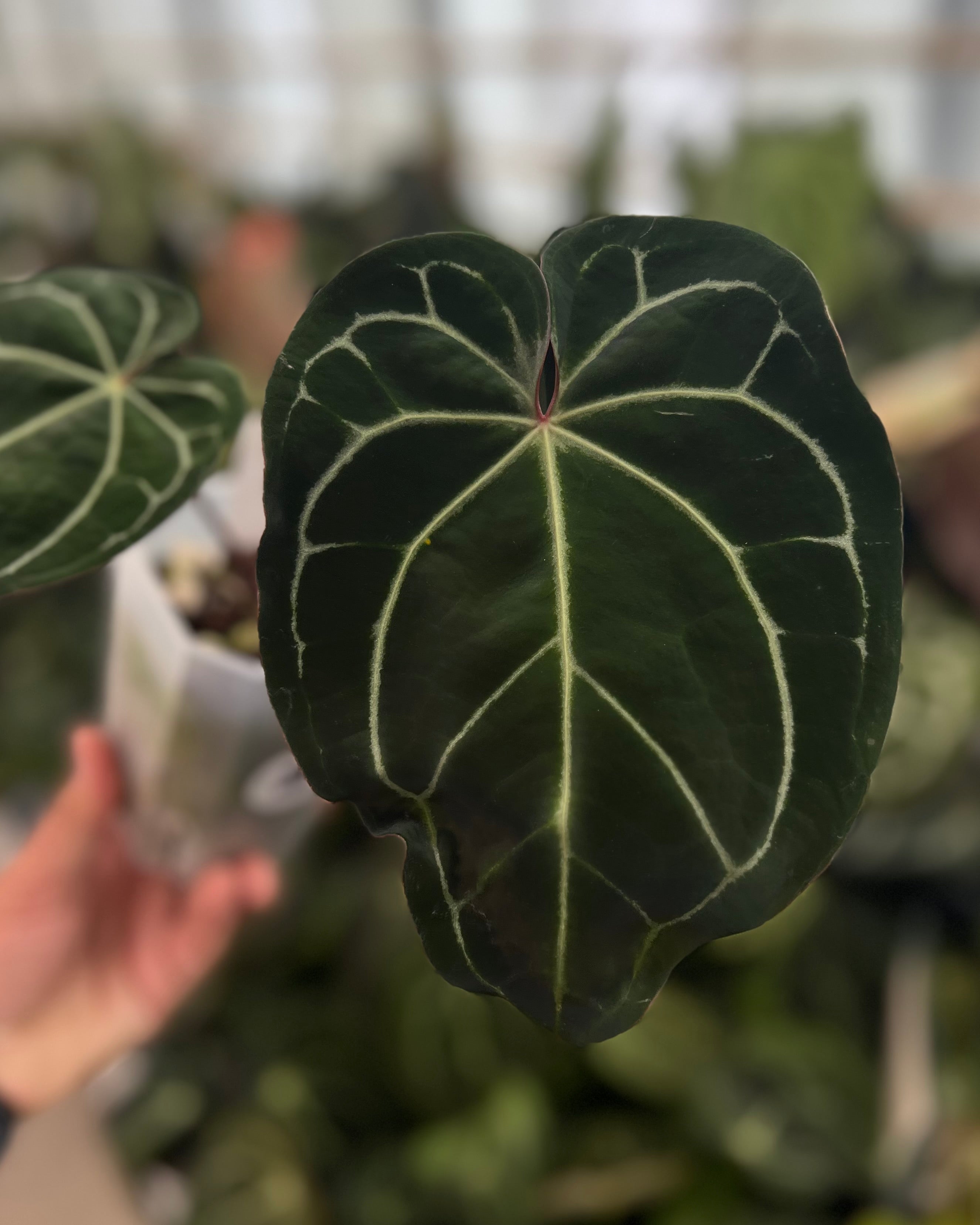 Anthurium (Black Widow x Michelle) x Zara