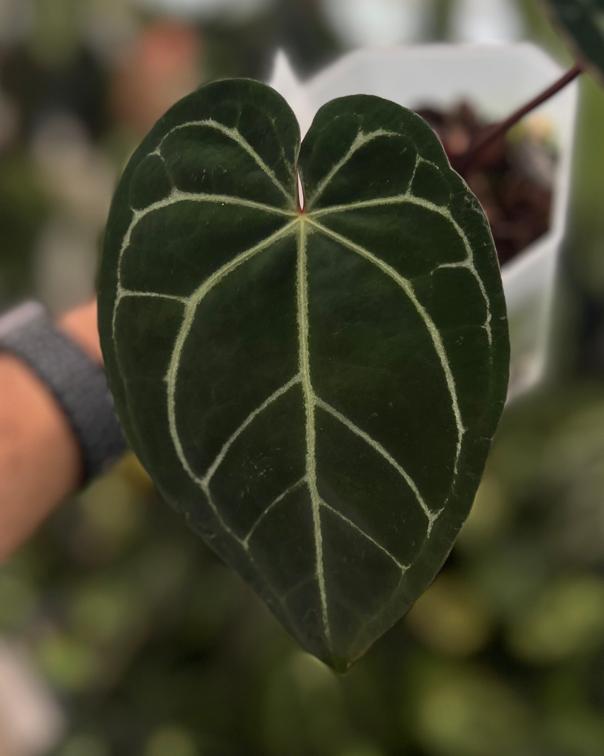 Anthurium (Black Widow x Michelle) x Zara