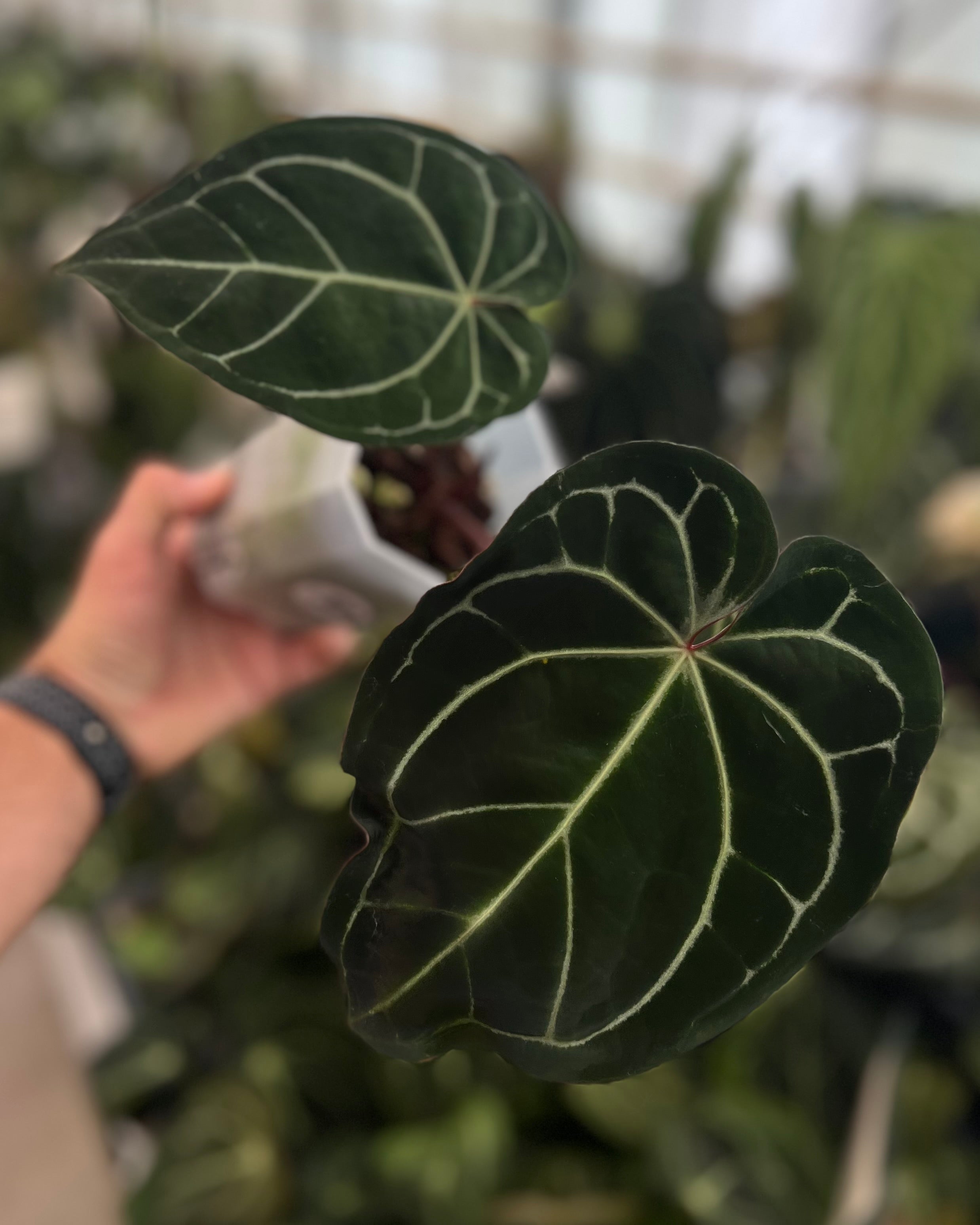 Anthurium (Black Widow x Michelle) x Zara