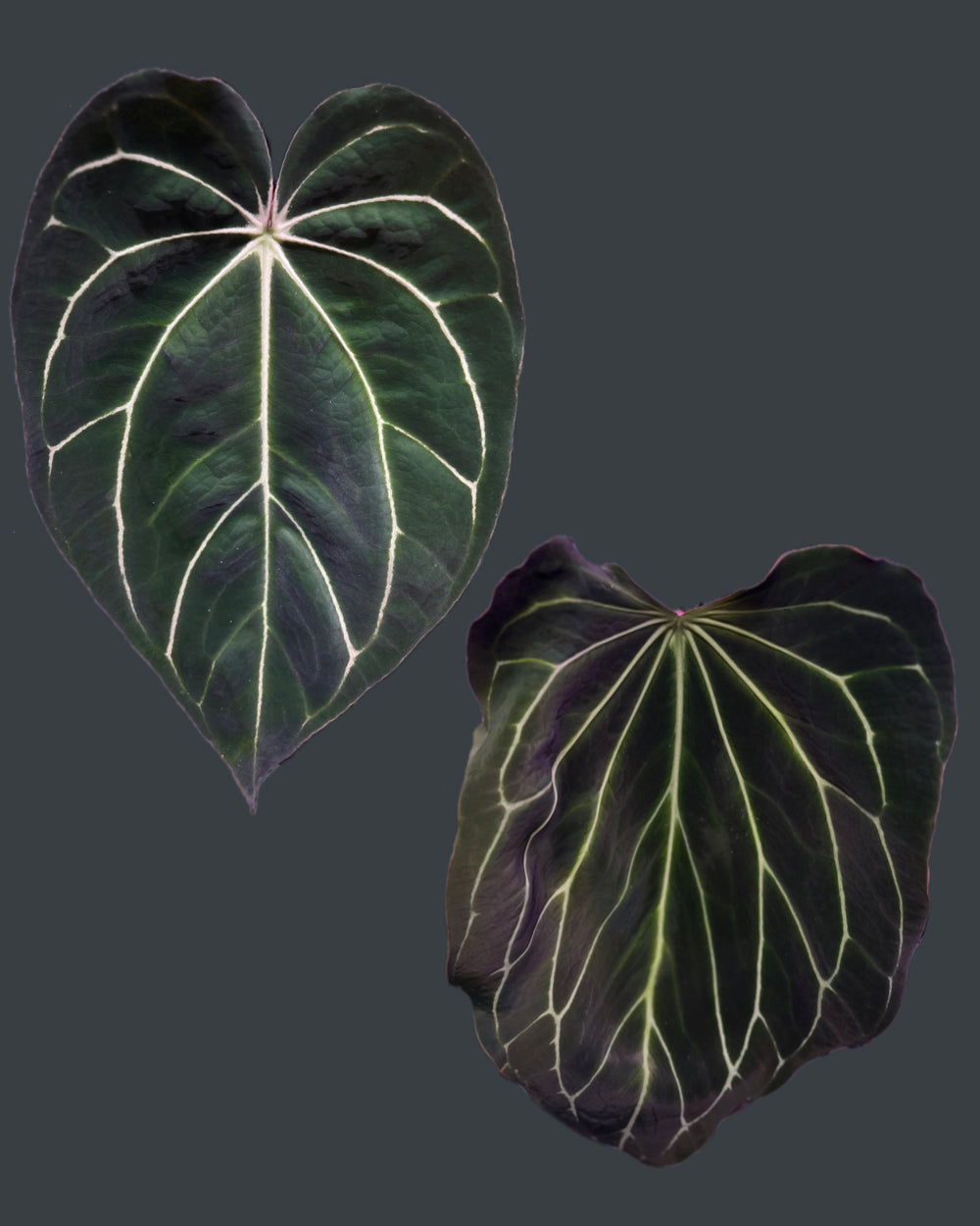 Anthurium carlablackiae District x Odin