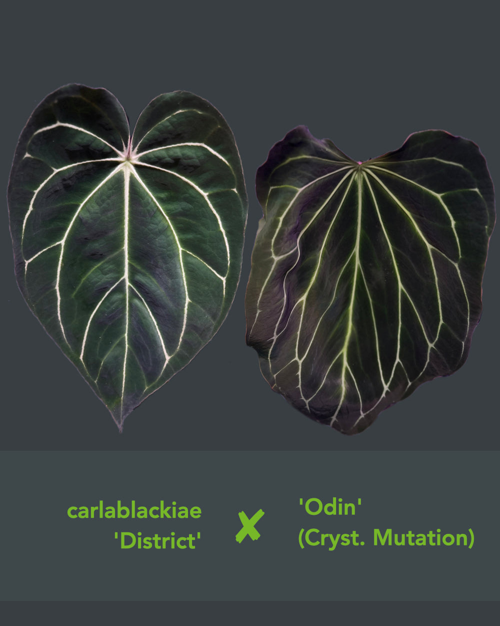 Anthurium carlablackiae District x Odin