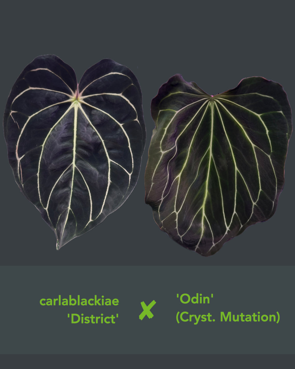 Anthurium carlablackiae District x Odin