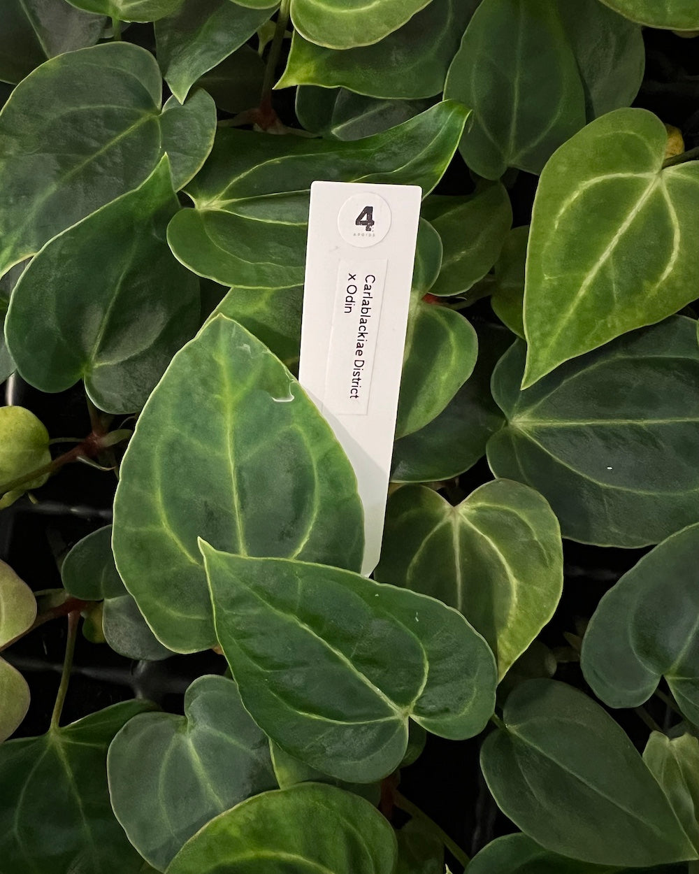 Anthurium carlablackiae District x Odin