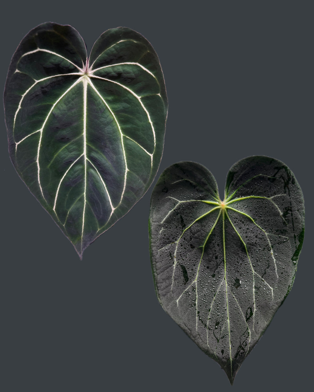 Anthurium carlablackiae District x Stripey