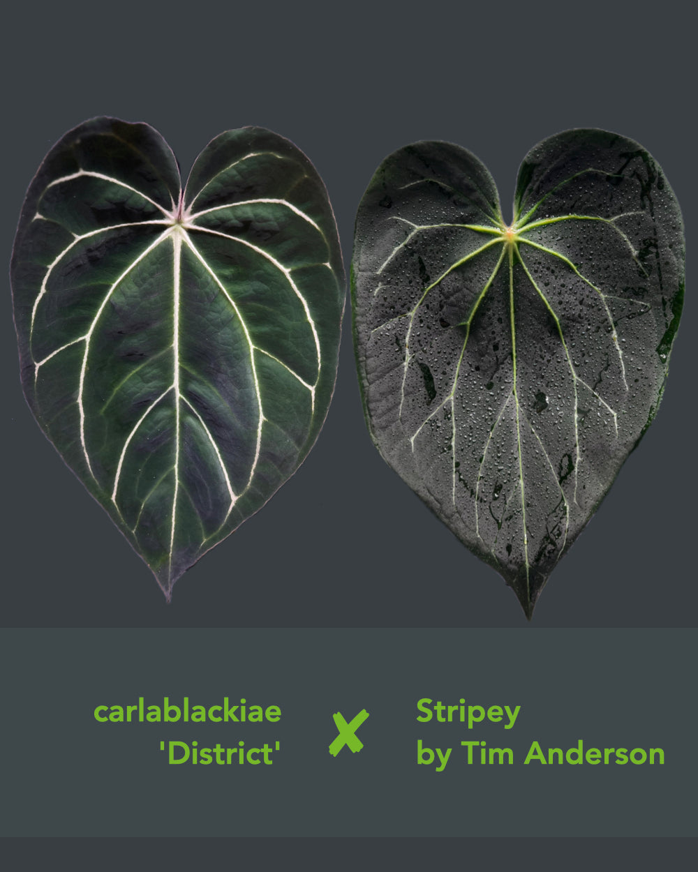 Anthurium carlablackiae District x Stripey