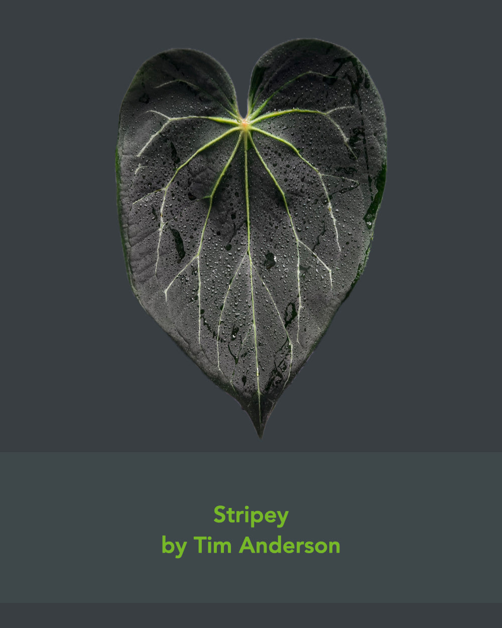 Anthurium carlablackiae District x Stripey