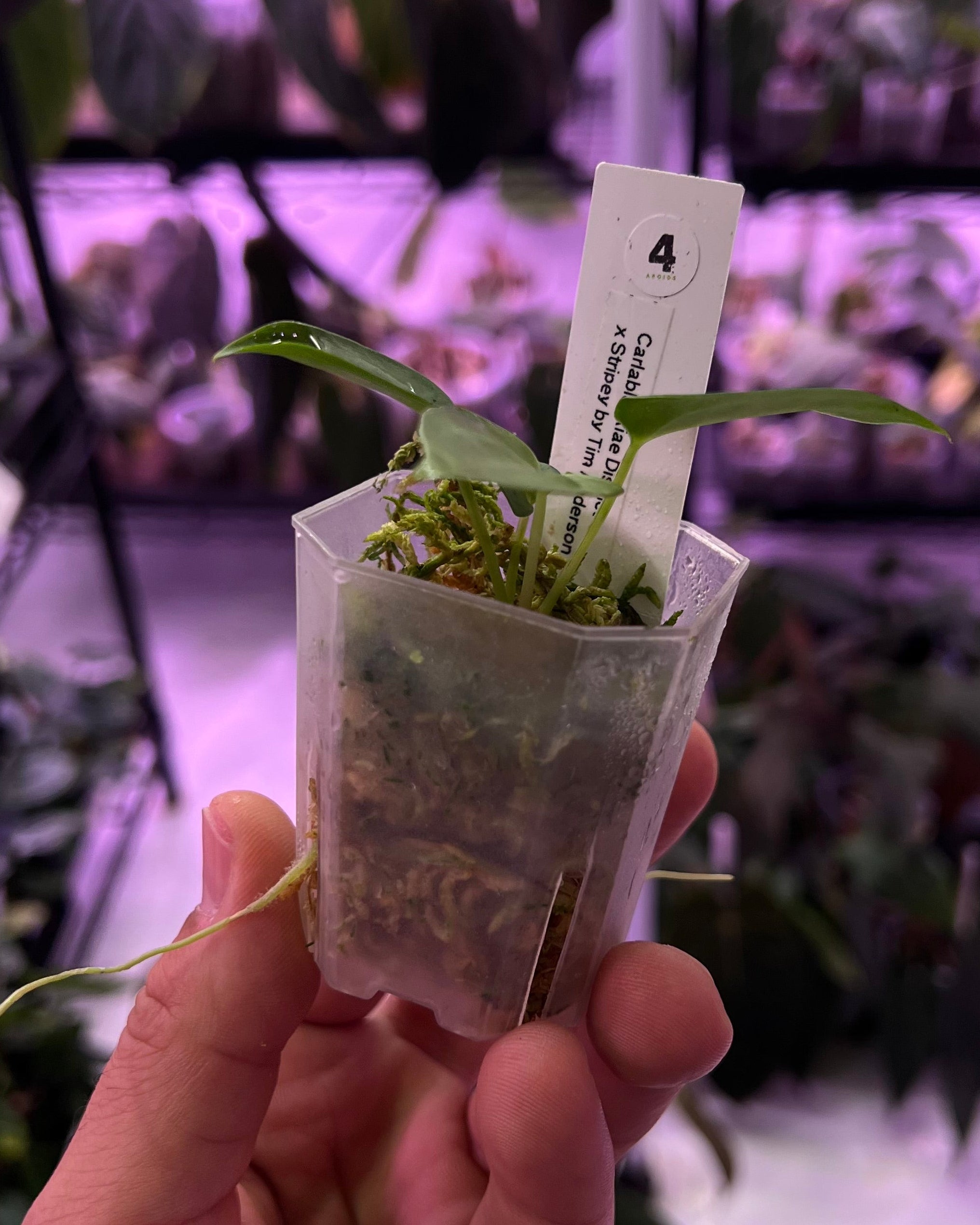 Anthurium carlablackiae District x Stripey