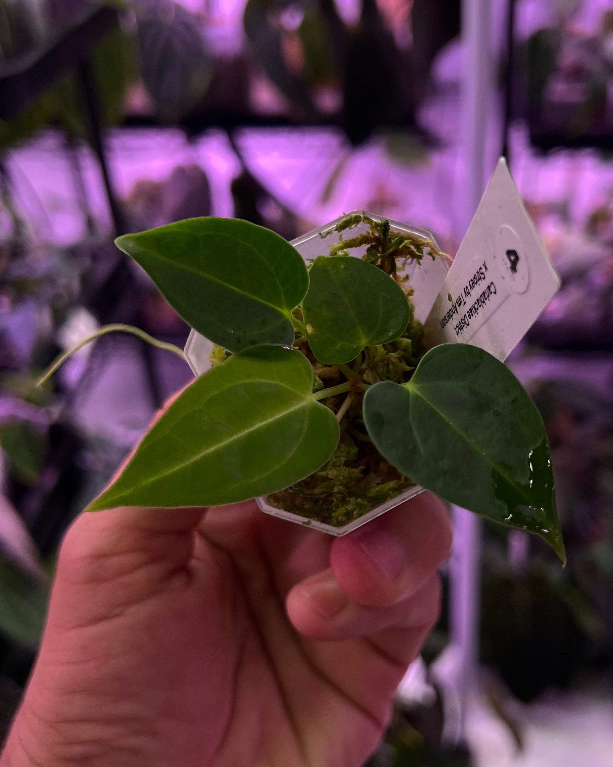 Anthurium carlablackiae District x Stripey