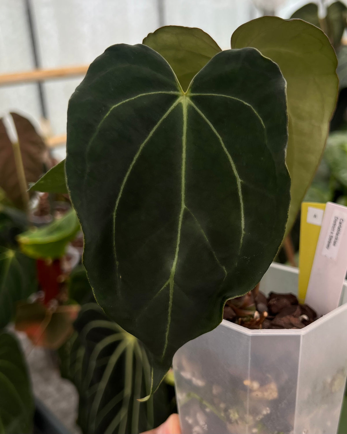 Anthurium carlablackiae District x Stripey - Selected