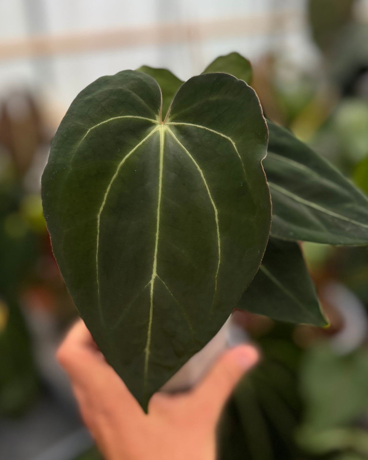 Anthurium carlablackiae District x Stripey - Selected