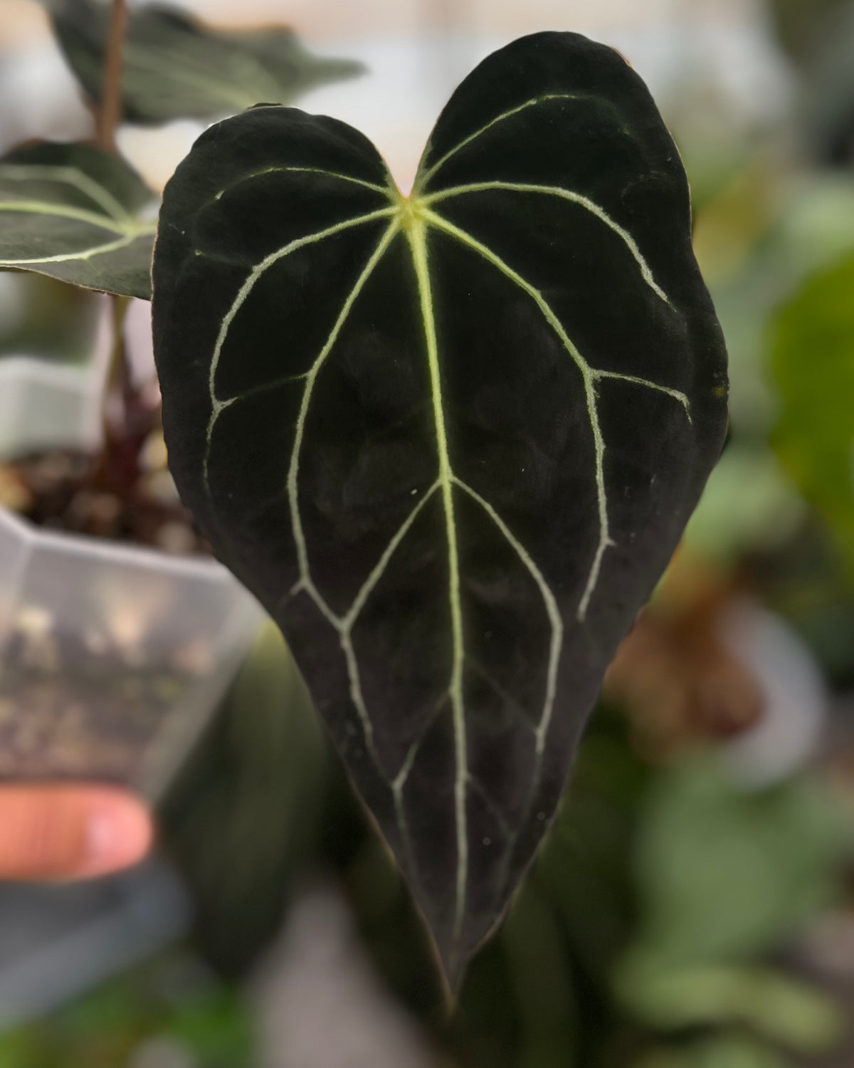 Anthurium carlablackiae District x Stripey - Selected