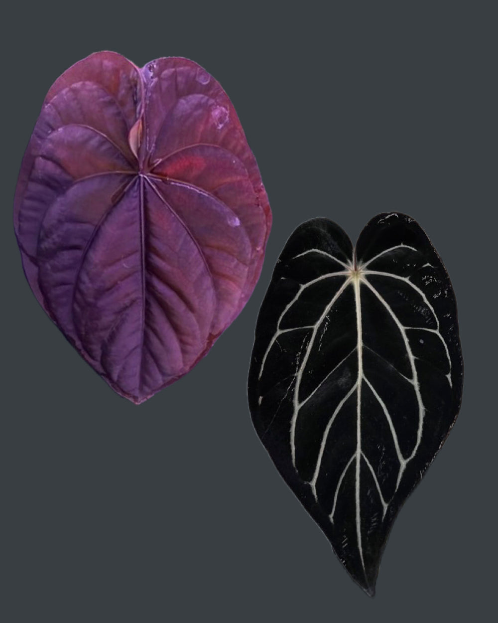 Anthurium dressleri RG F2 Dark Clone x carlablackiae GPH 001