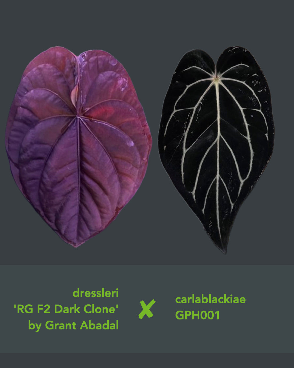 Anthurium dressleri RG F2 Dark Clone x carlablackiae GPH 001