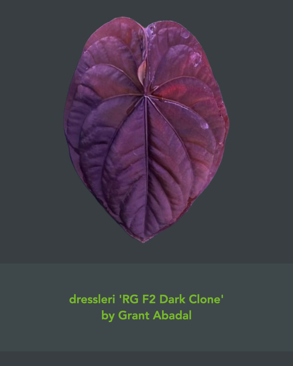 Anthurium dressleri RG F2 Dark Clone x carlablackiae GPH 001