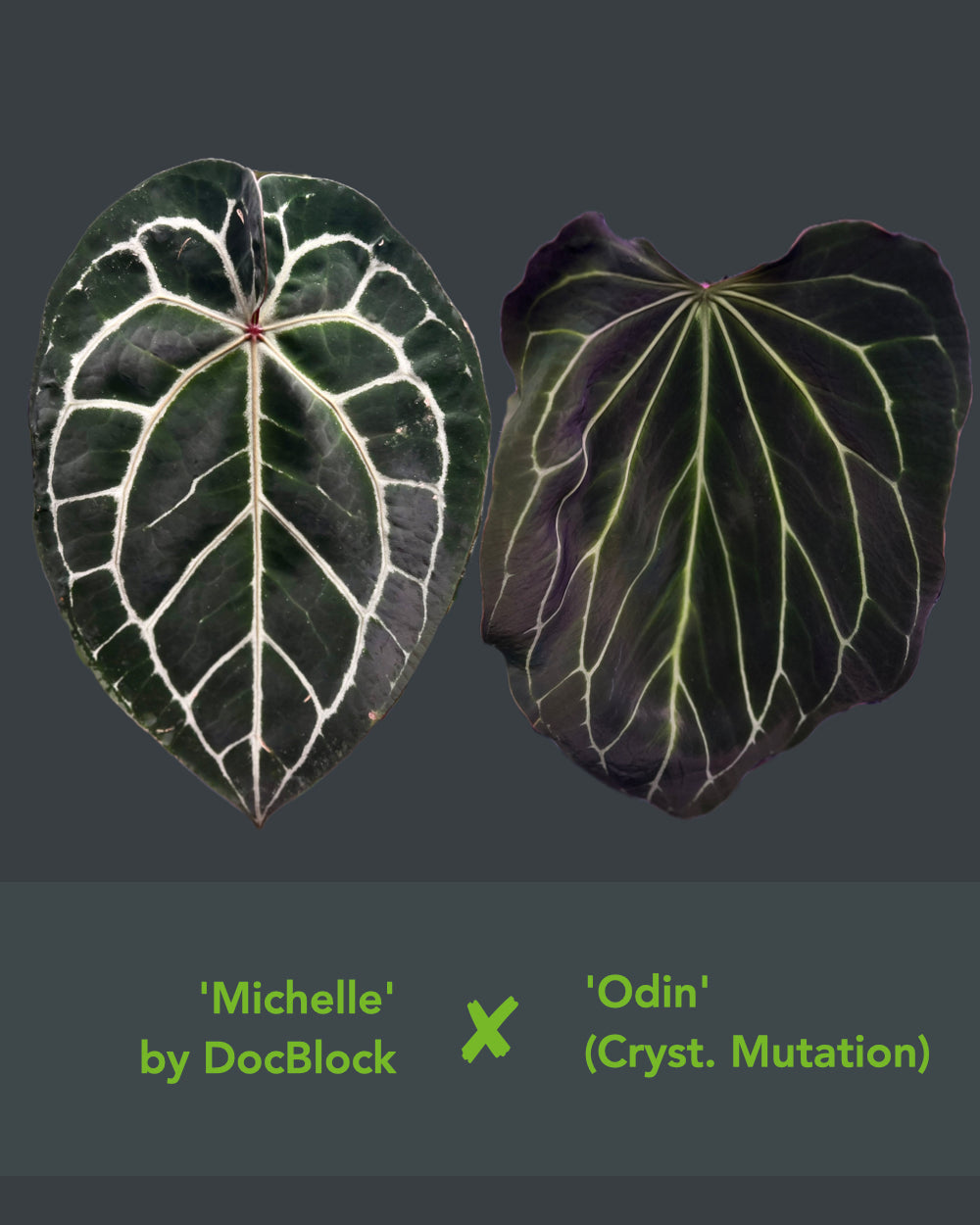 Anthurium Michelle X Odin