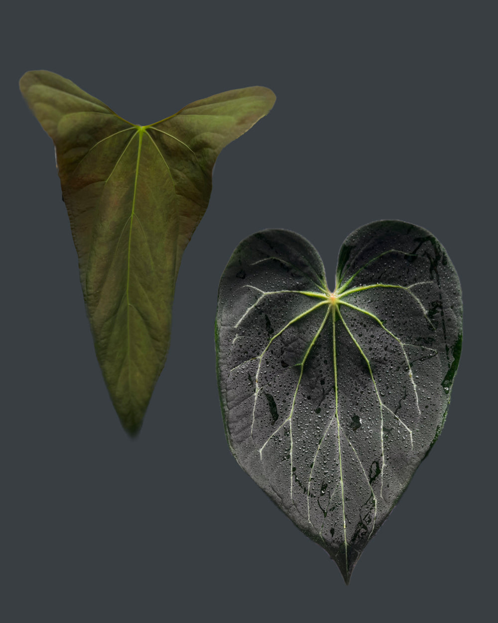 Anthurium NSE portillae OG x Stripey