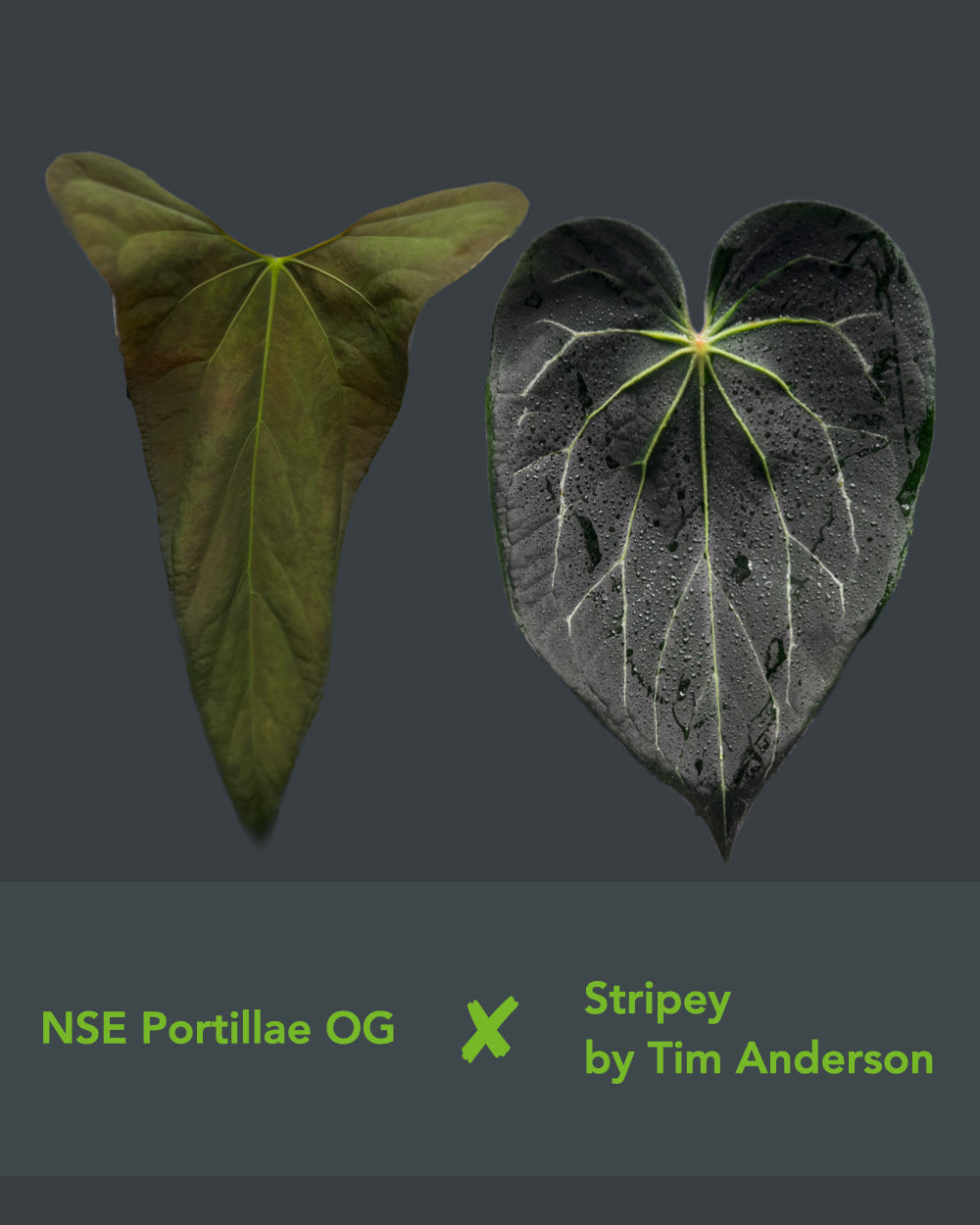 Anthurium NSE portillae OG x Stripey