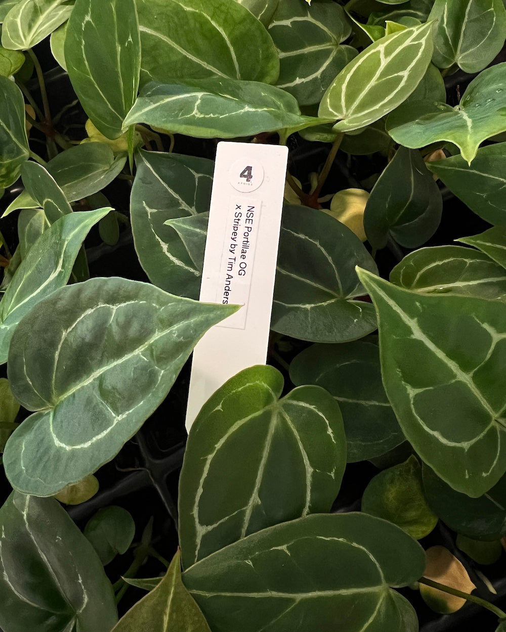 Anthurium NSE portillae OG x Stripey