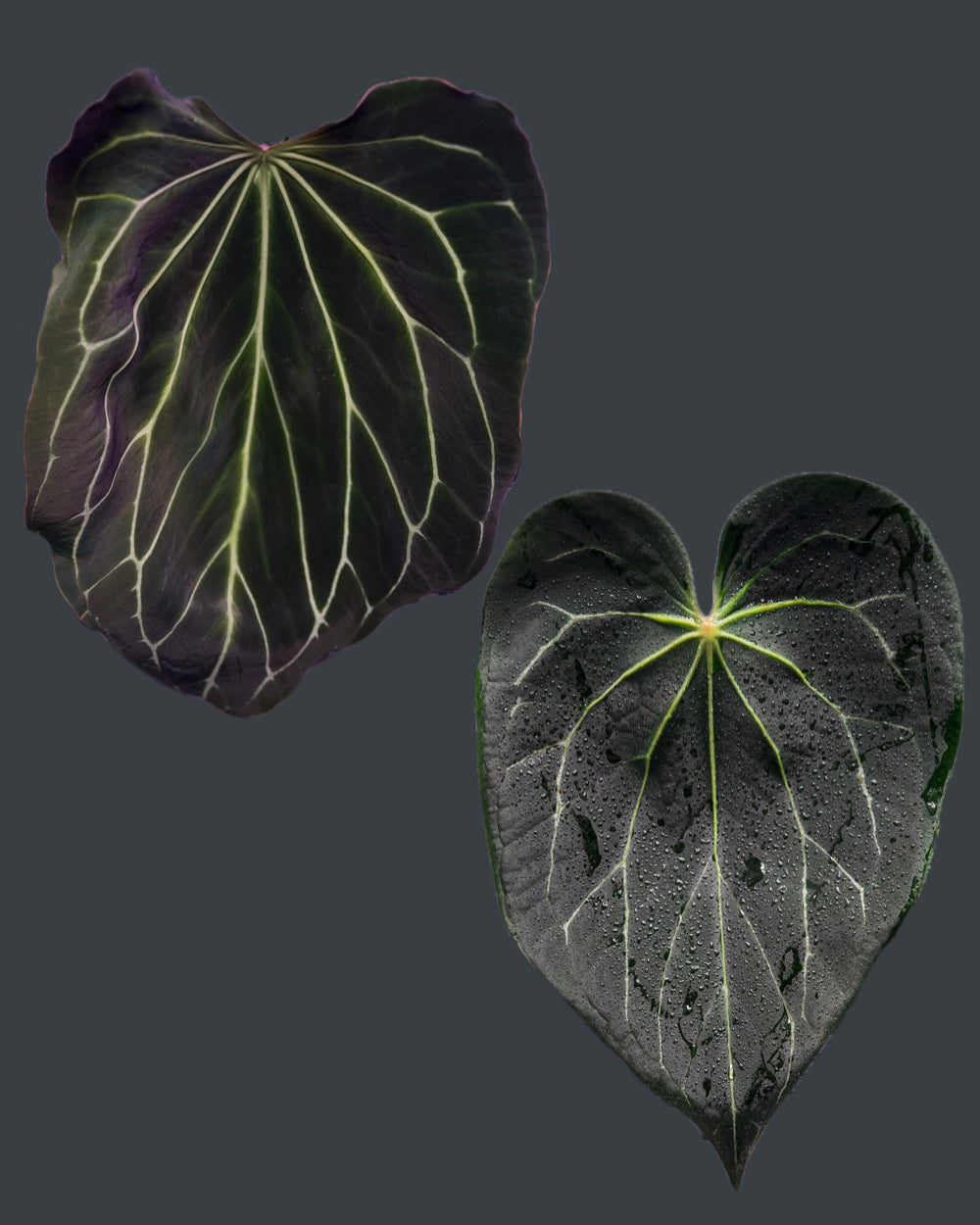 Anthurium Odin x Stripey