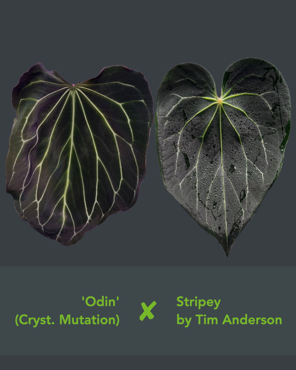 Anthurium Odin x Stripey