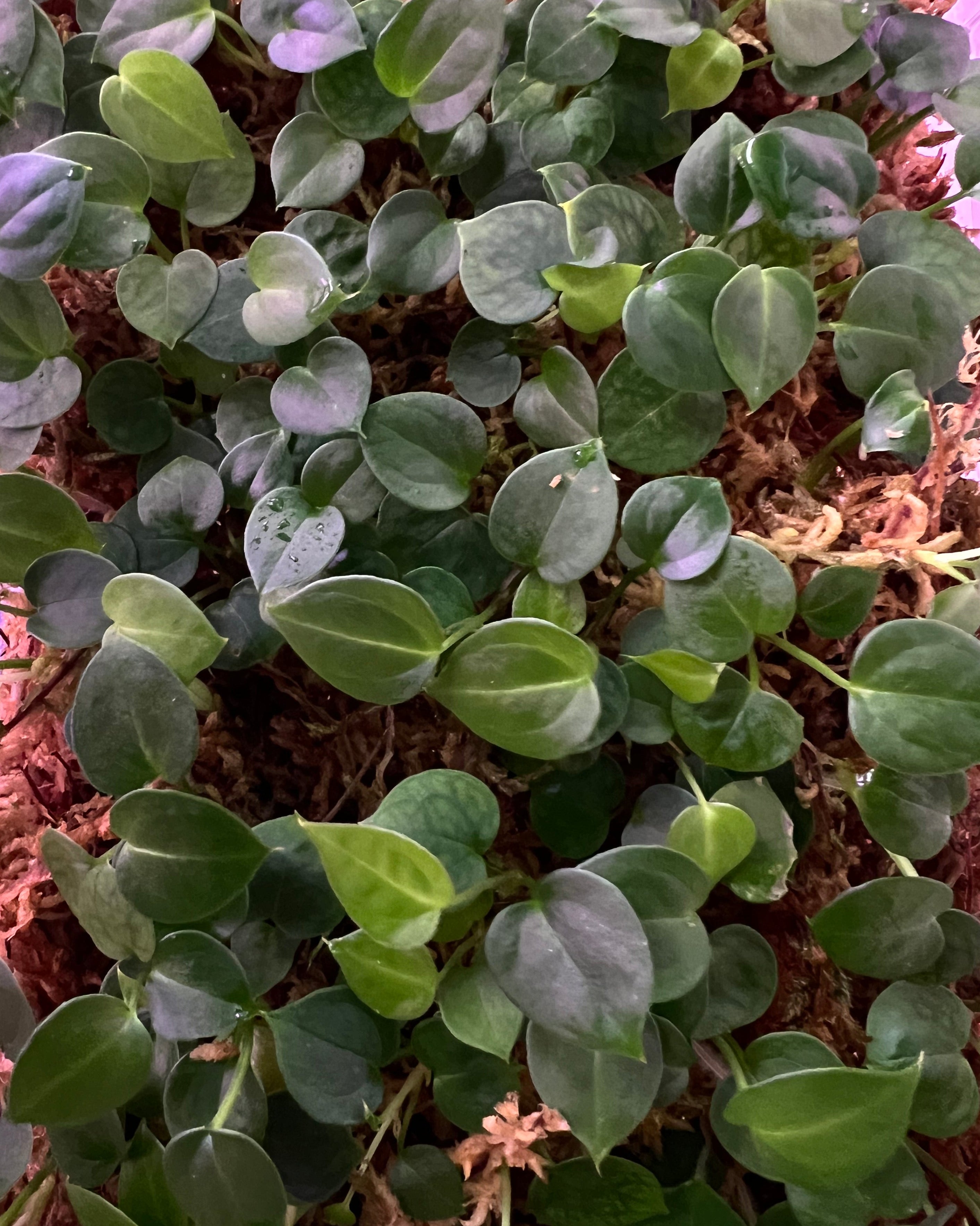 Anthurium Odin x Stripey